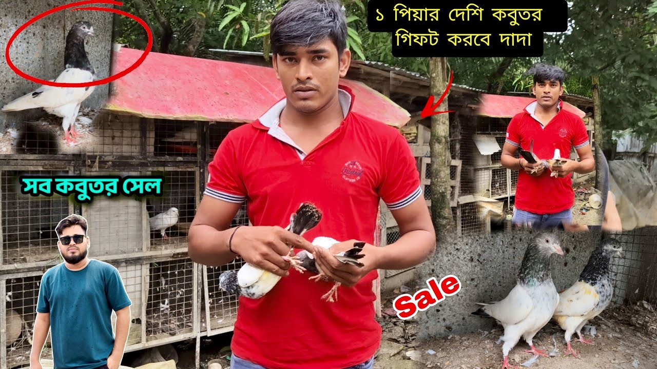 পুরো LOFT SALE | এক পিয়ার দেশি কবুতর গিফট করবে দাদা🎁🕊️😱 | PIGEON LOFT OF MORSELIM FROM CANNING