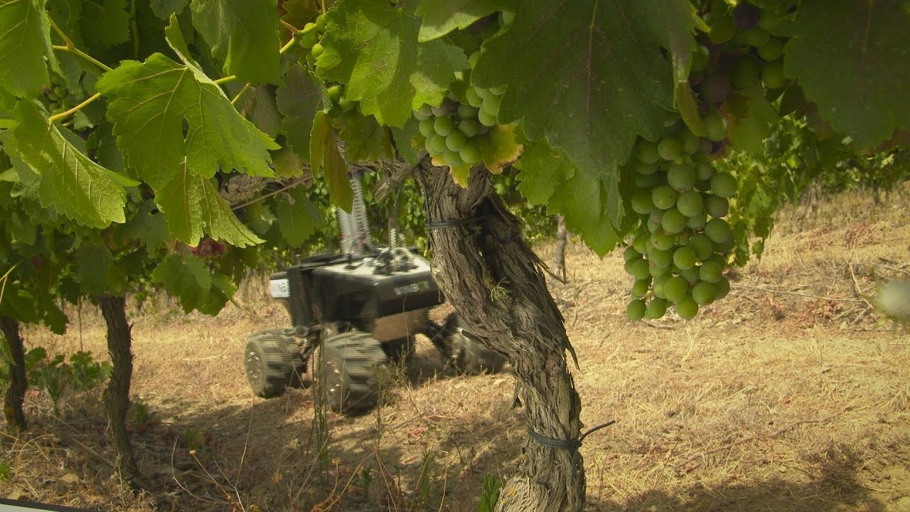 European winegrowers turn to robots to increase competitiveness