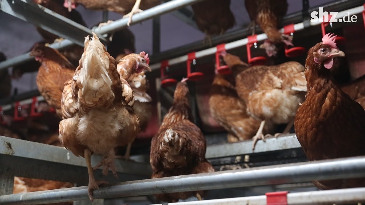 Eier aus Bodenhaltung - Die Vorteile aus Haltersicht