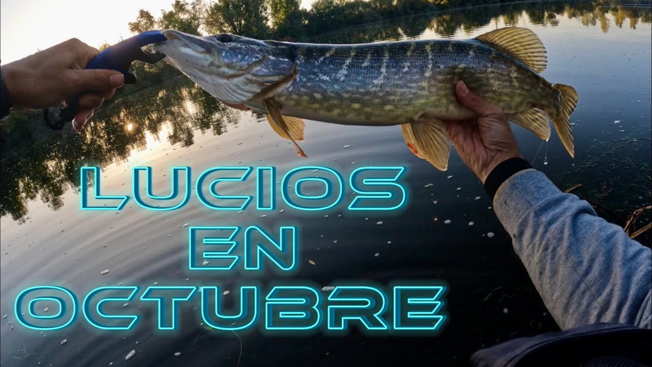Pesca de lucio: Lucios en octubre