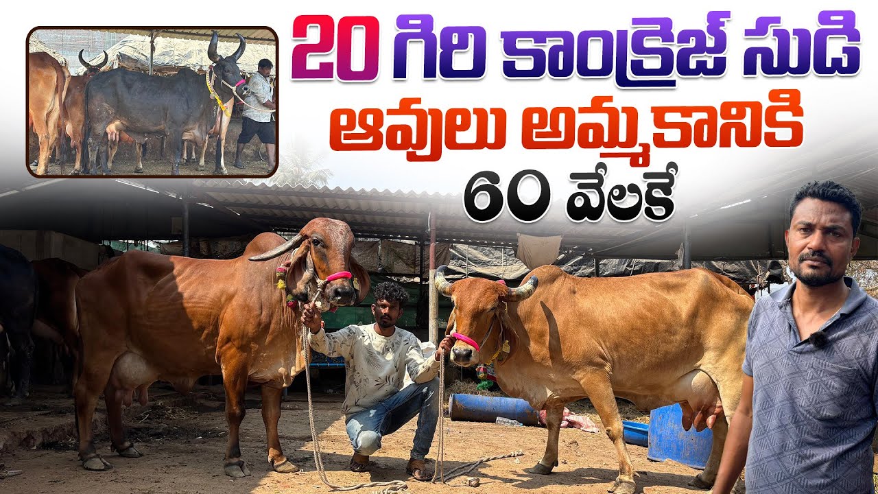 20 గిరి కాంక్రెజ్ సుడి ఆవులు అమ్మకానికి 60 వేలకే | Pregnant Gir cows 