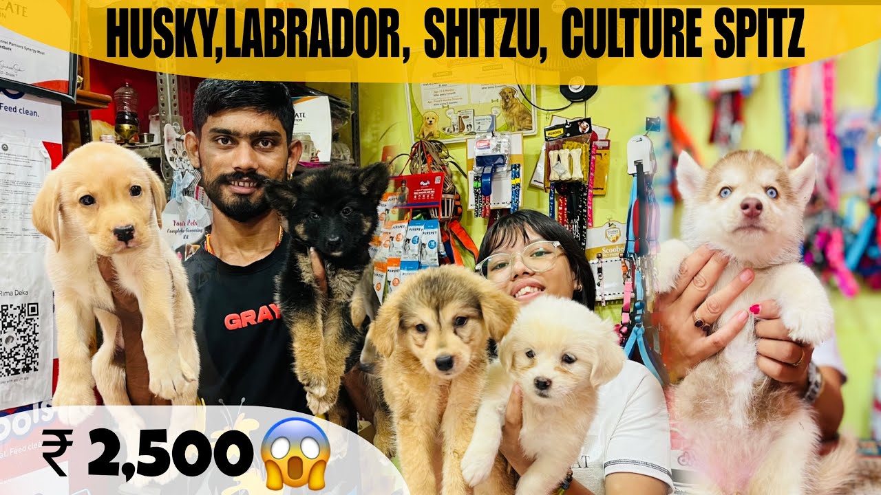Dog Sale in Guwahati | Starting Price ₹2,500😱| Pet Gallery Shop