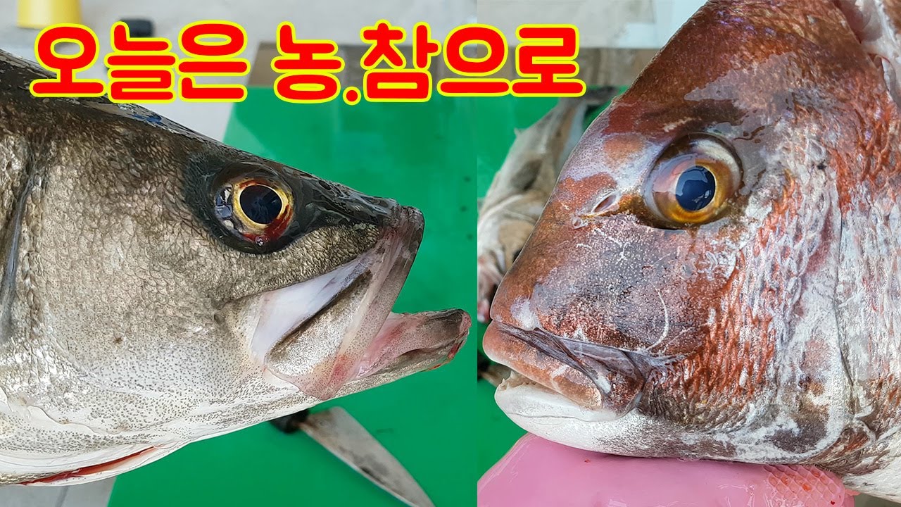 오늘은 농.참으로!