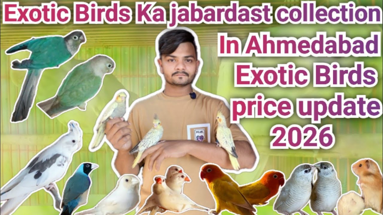 Ayaan Exotic Price Update 2026 # Budgies,Cocktail,finches New variety in Ayan Exotic Ahmedabad 