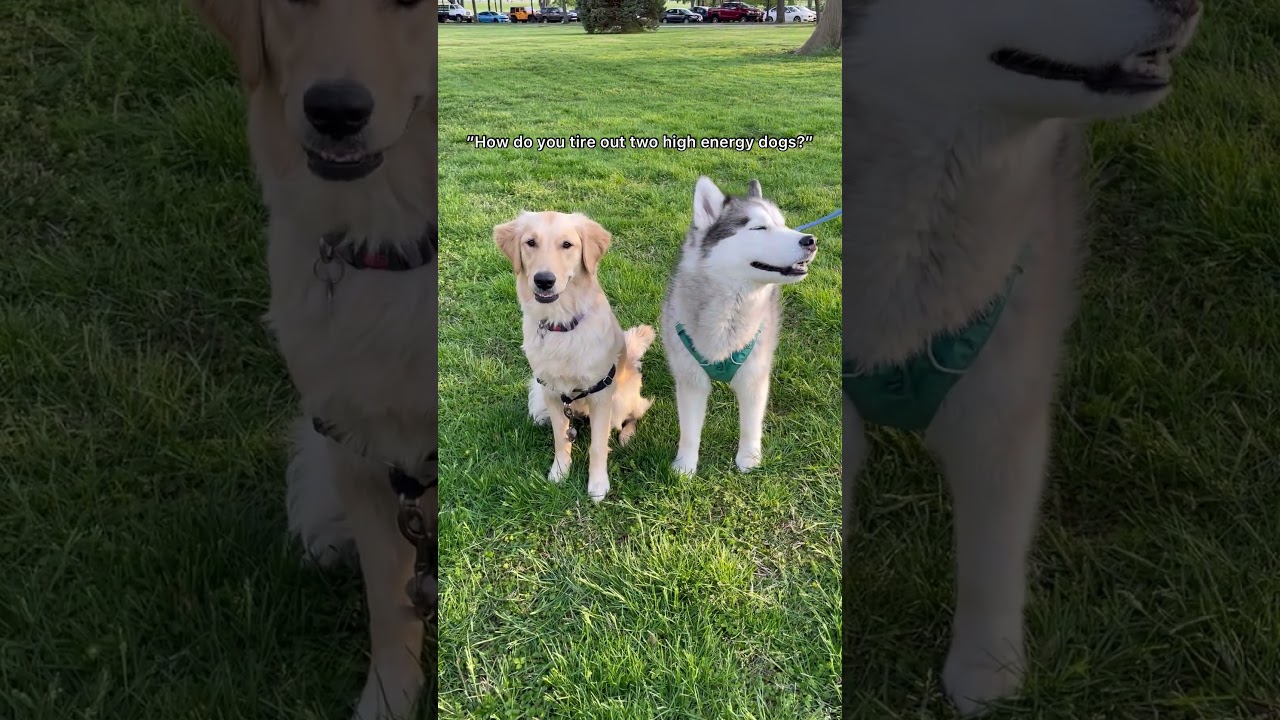 How to tire out a HIGH ENERGY dog? #dog #doglife