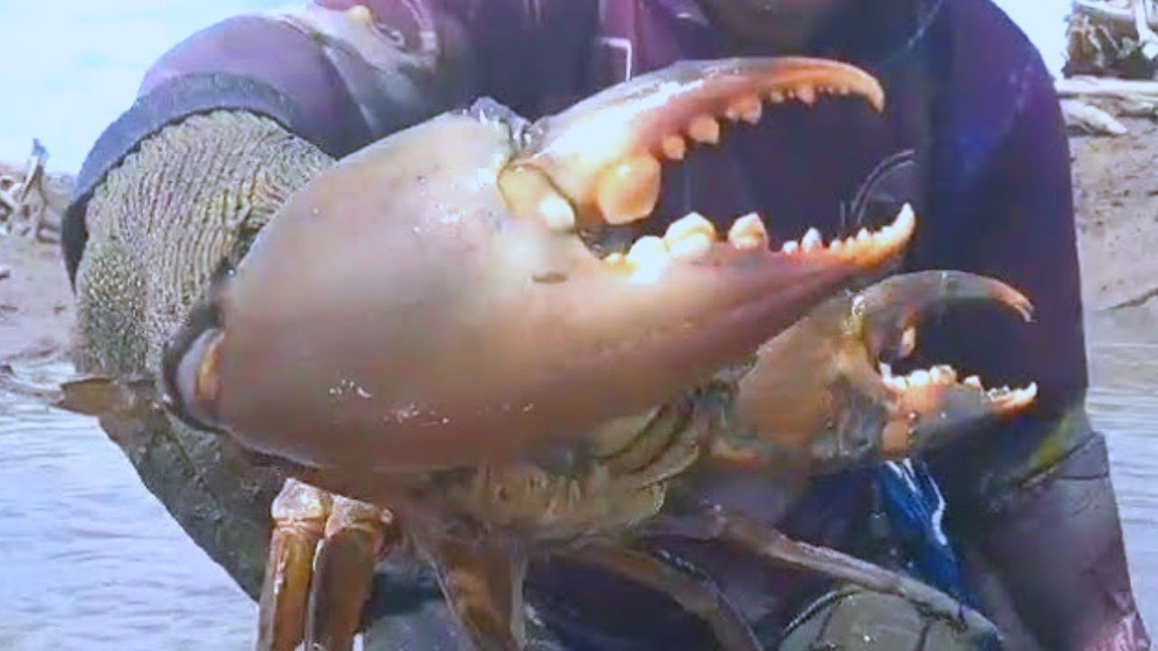 berburu kepiting raksasa dan ikan super besar sisa-sisa panen di tambak sistem tradisional