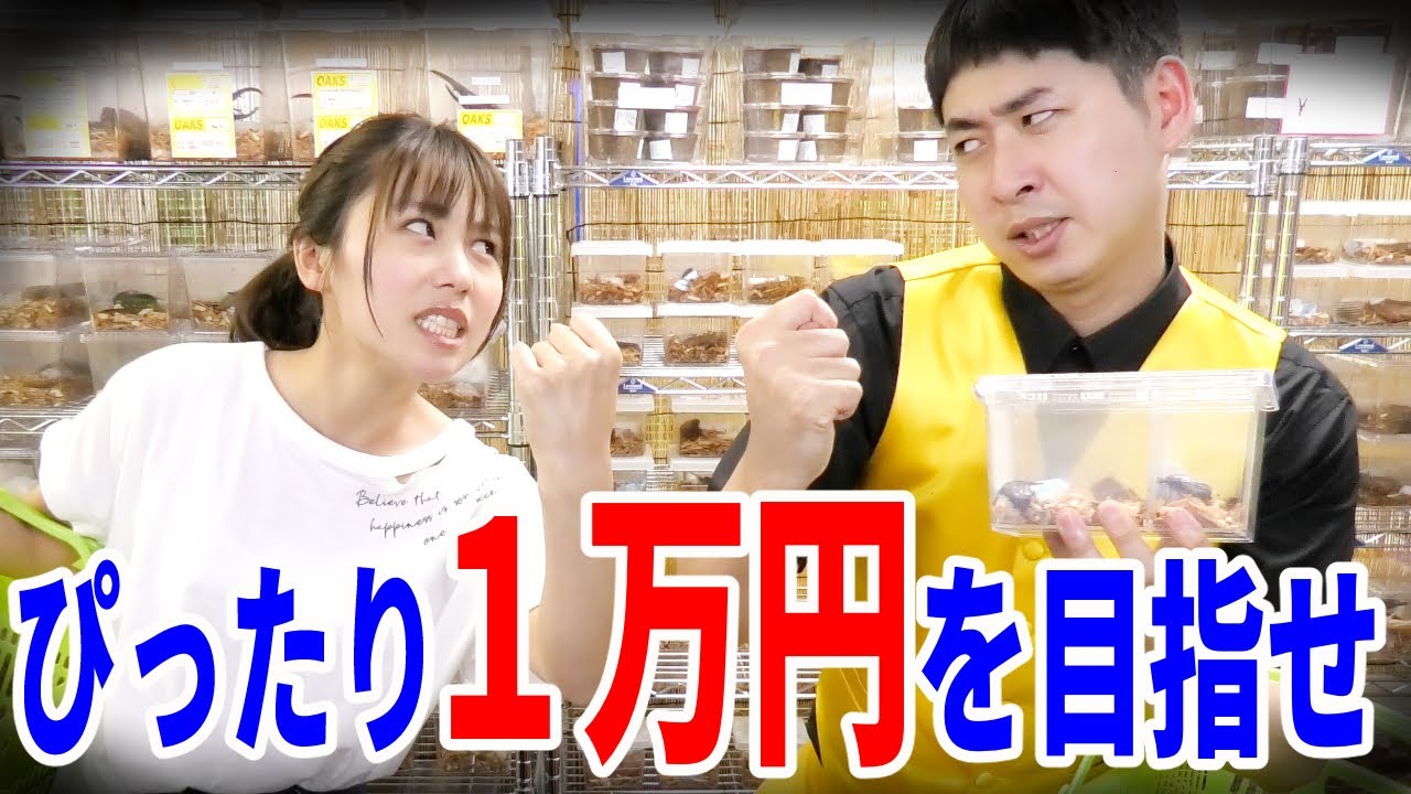 負けたら全額奢り！昆虫を愛する美女と昆虫ショップで買い物対決