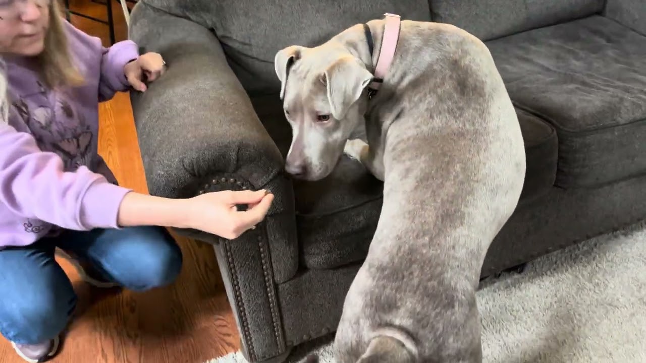First Day With My Very First Foster Dog | What Really Happens When You Bring a Foster Home