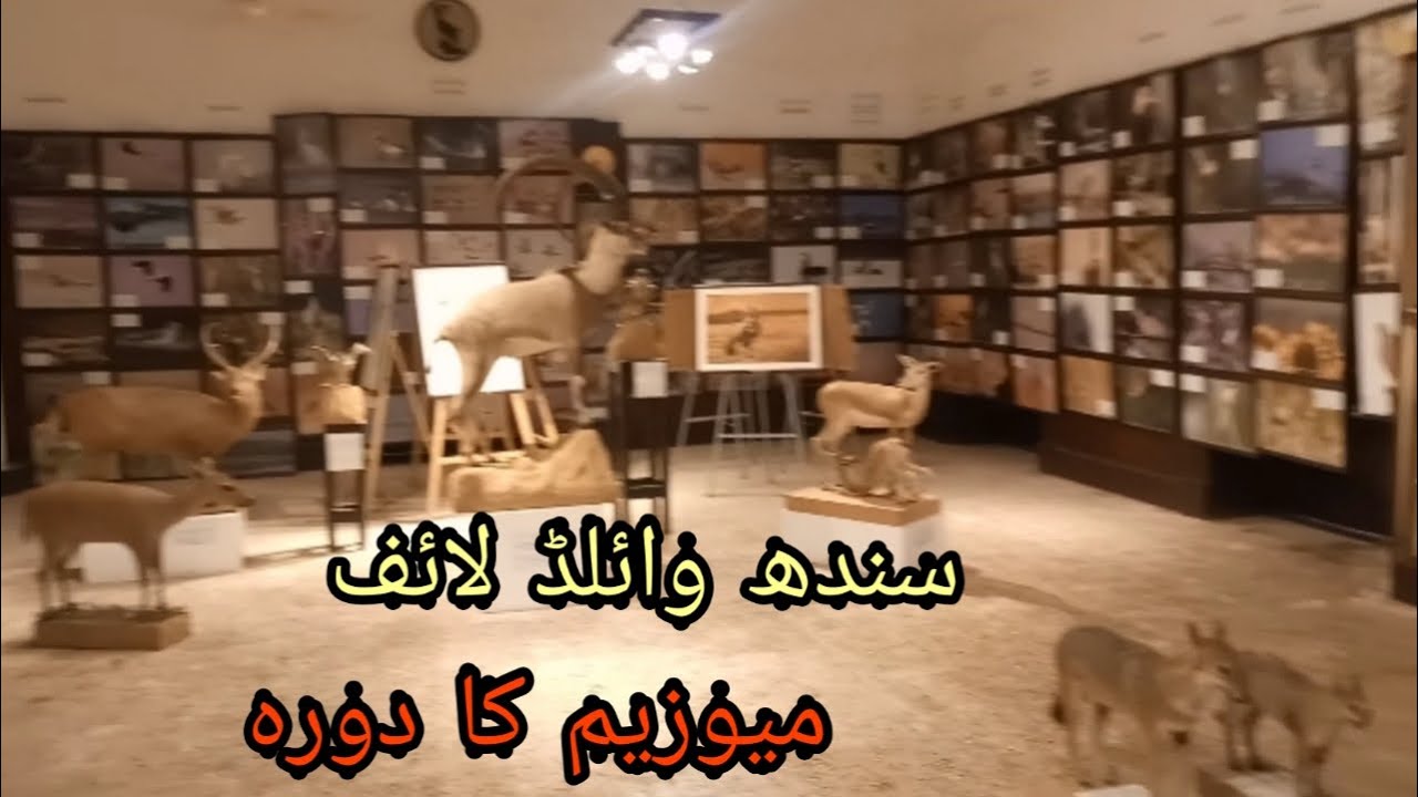 Visit at sindh wildlife museum karachi.