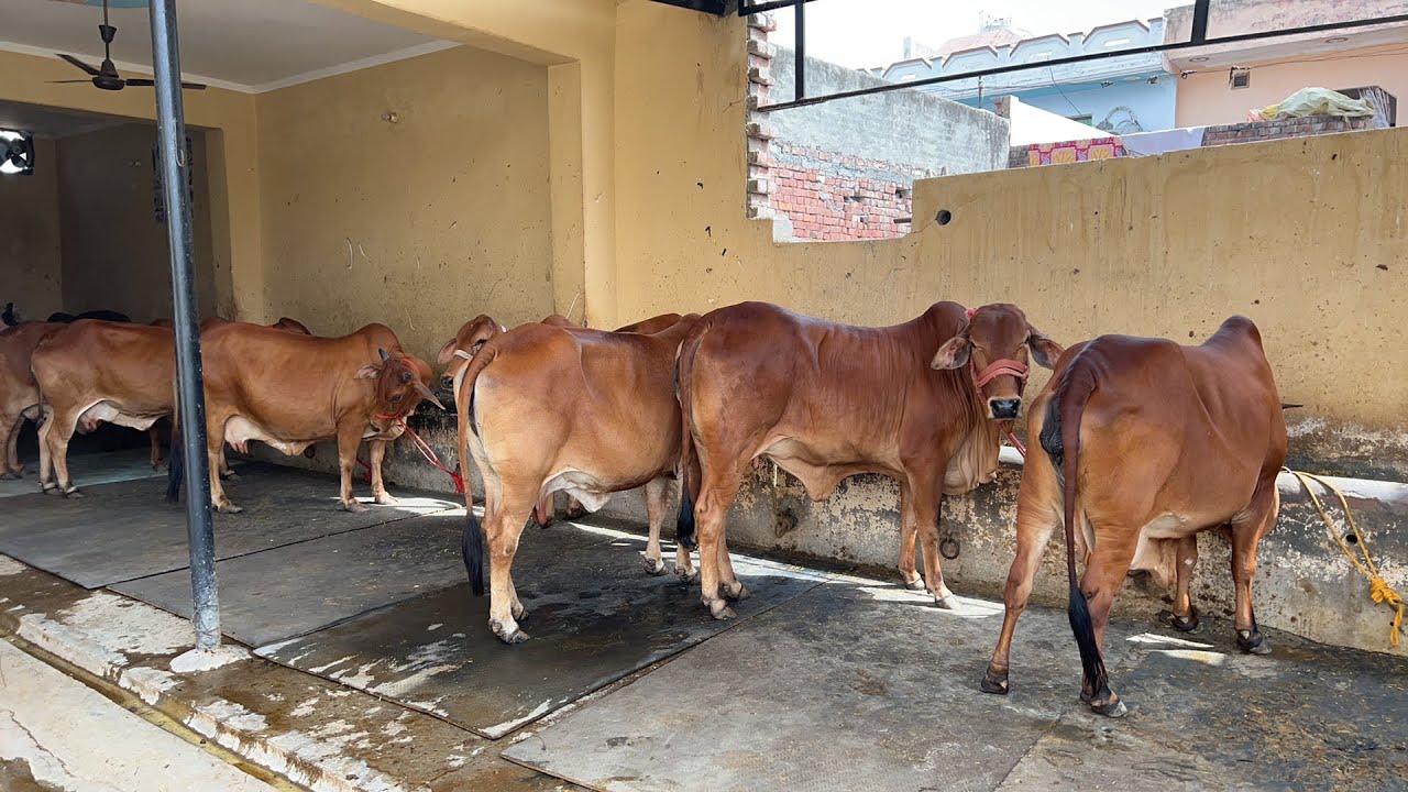 15 Sahiwal cows for sale at Nandpari Dairy Farm.Karnal. Haryana. 89502-82764