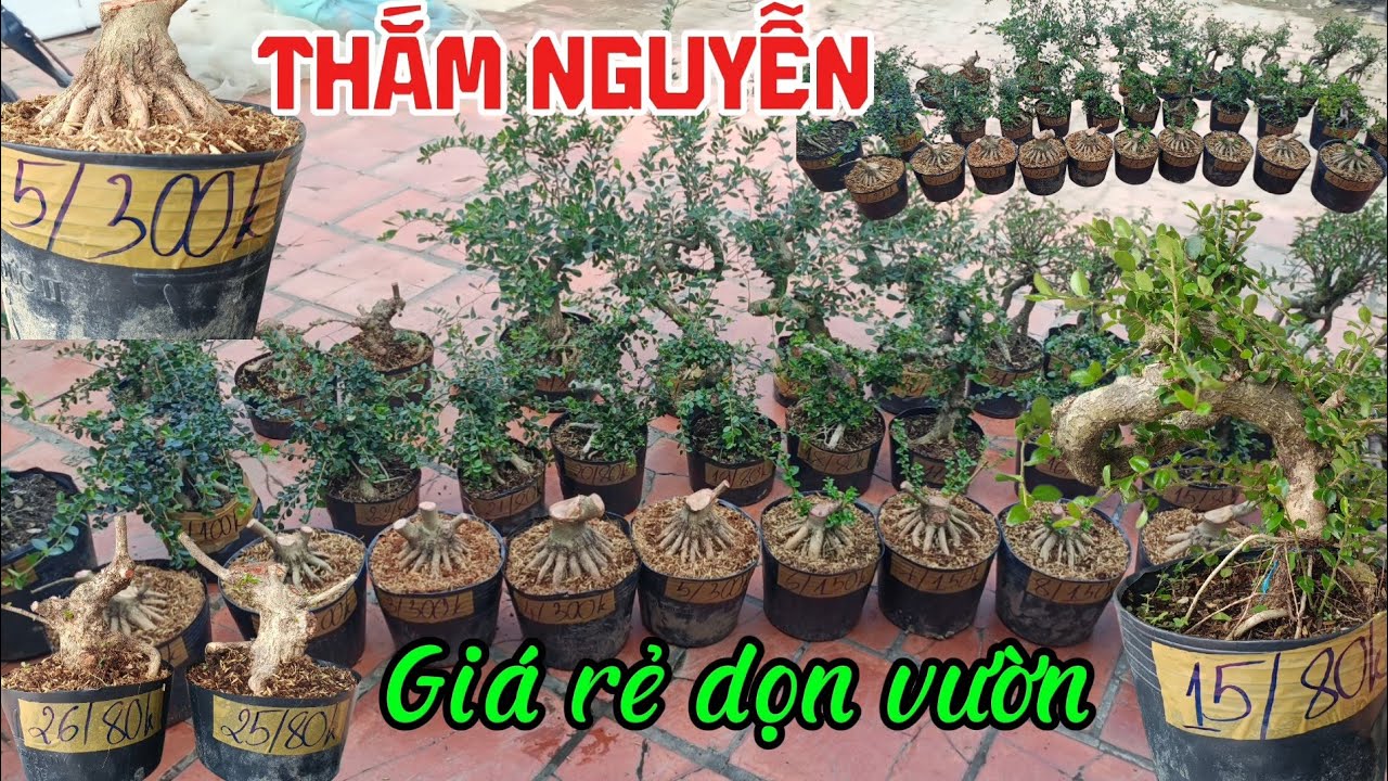 21/1/2025_Thắm Nguyễn #0369298778 _Sam hương sếp đế lùn lực, Dọn vườn sam núi,linh sam siêu hoa