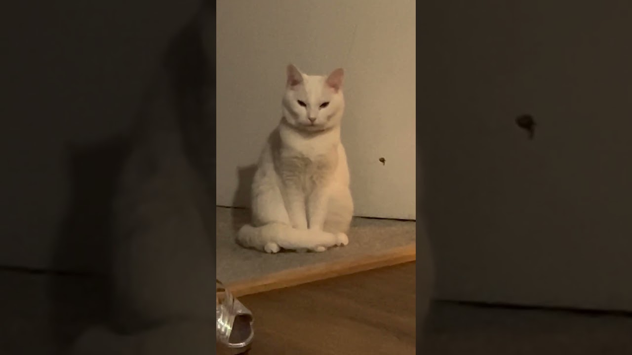 Она всегда будет моей малышкой #кошка #короткометражноевидео #иньянвискерс