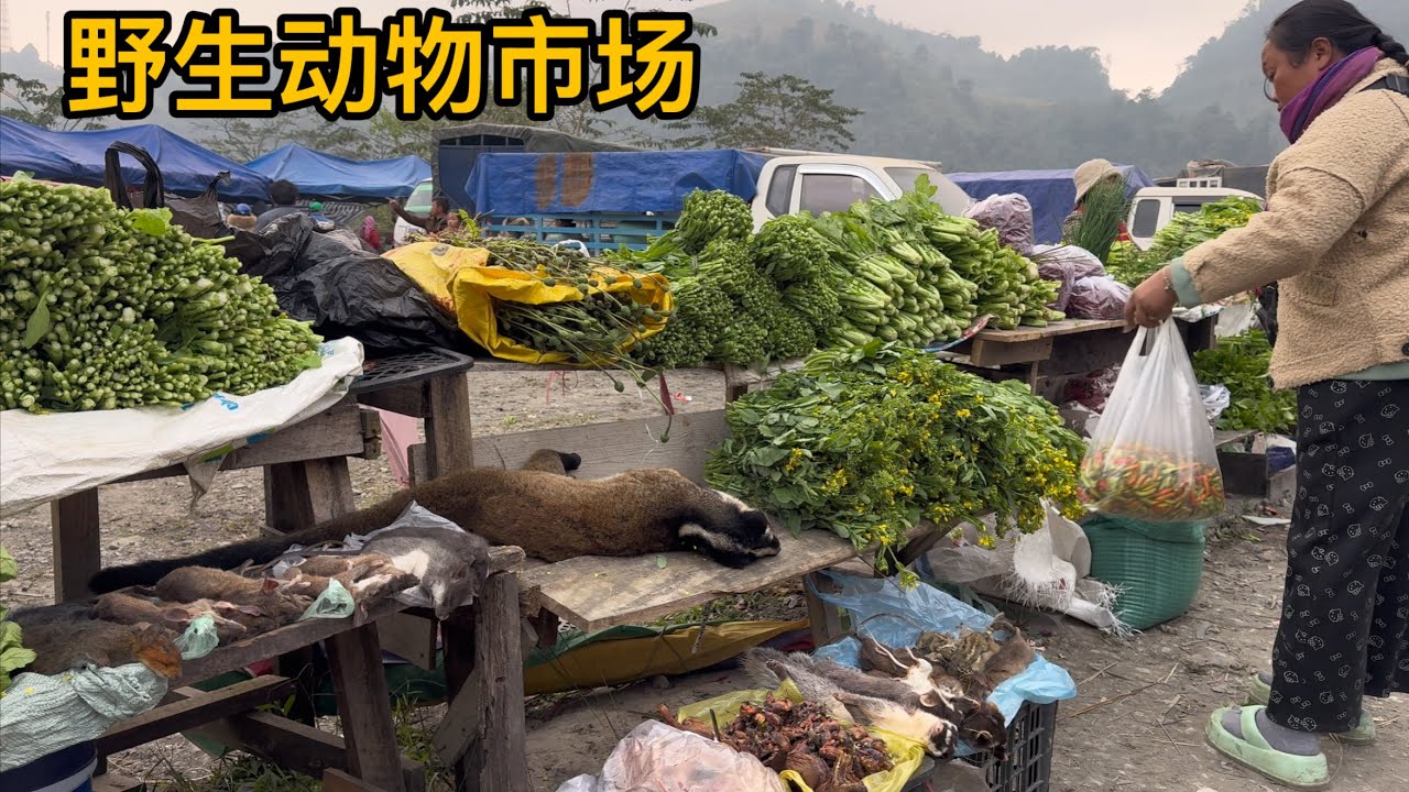 越-老邊境野生動物市場，你想不到的東西這裡都會有賣