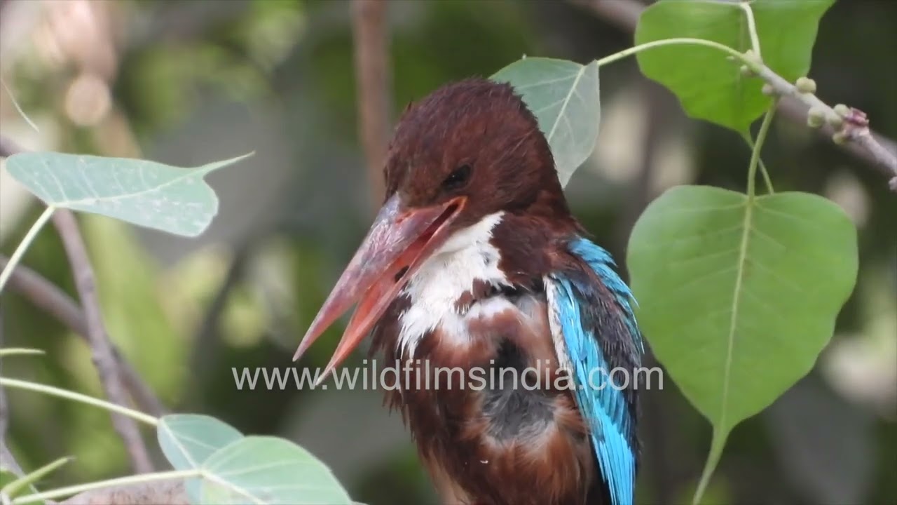 White-throated Kingfisher calmly preening on bodhi tree branch