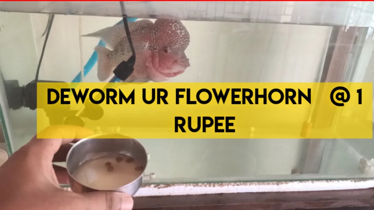 Flowerhorn deworming @ 1 rs | easy & cheapest way | குடற்புழு நீக்கம் |Aquapets & farm