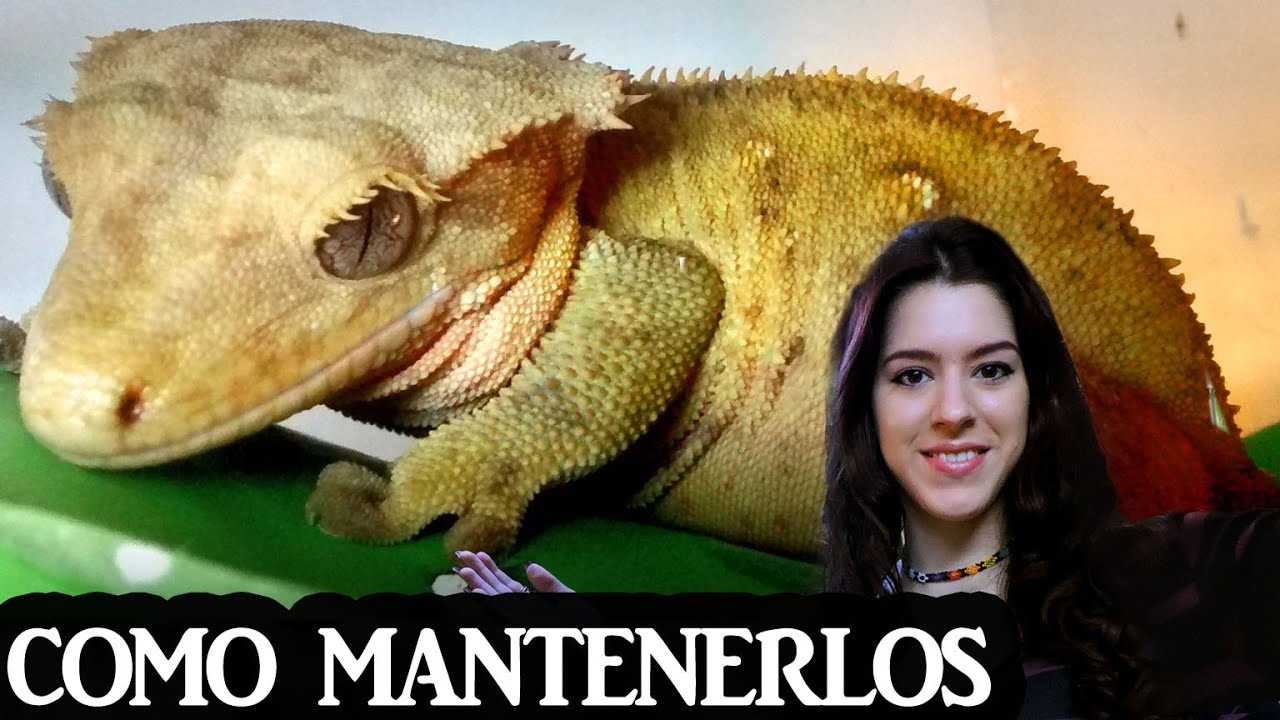 Geckos crestados | cómo mantenerlos