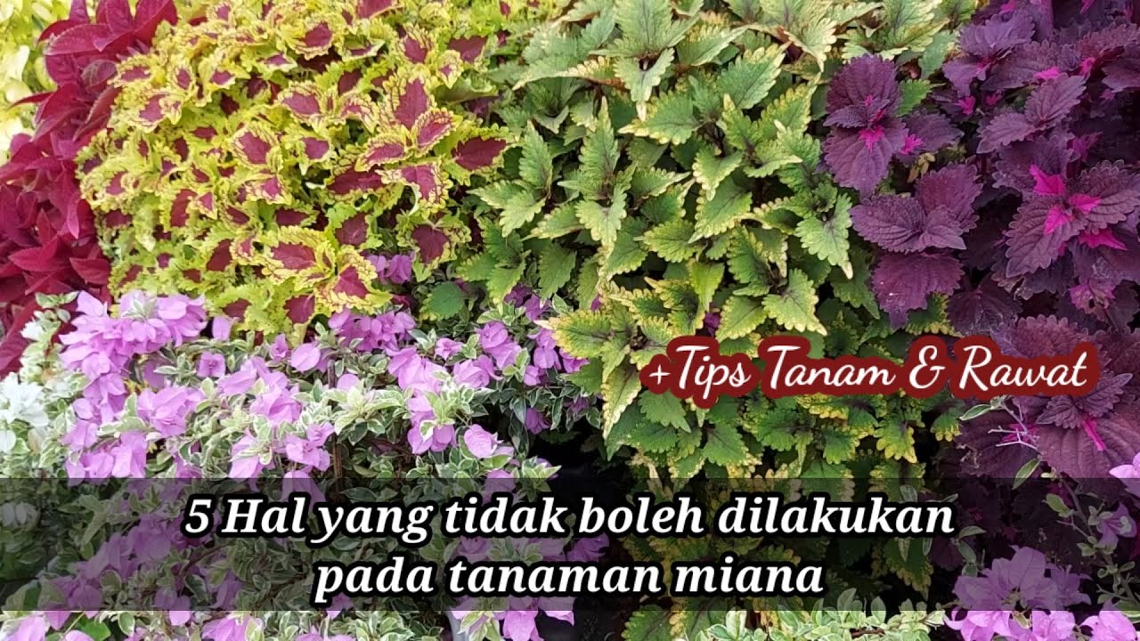 5 hal yang tidak boleh dilakukan pada tanaman miana