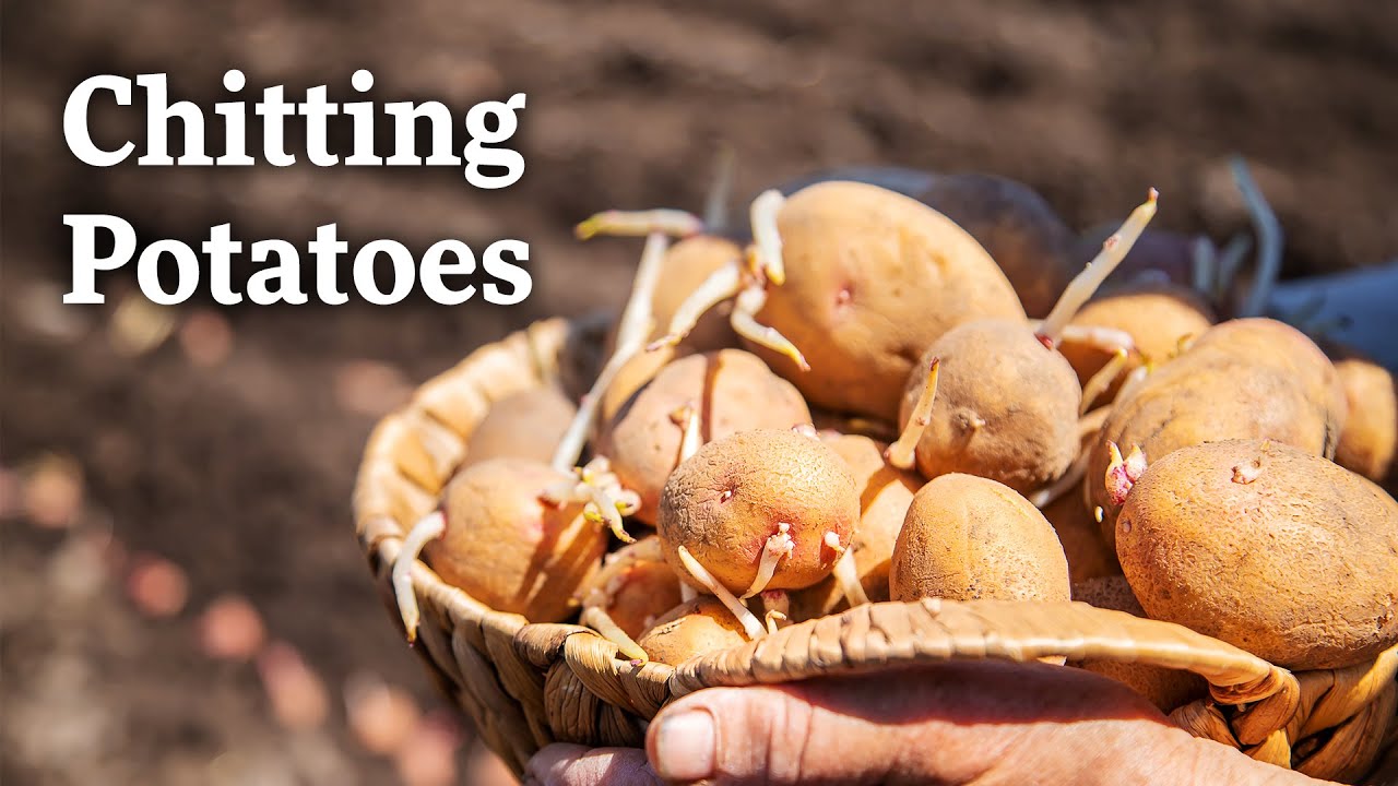 Chitting Potatoes