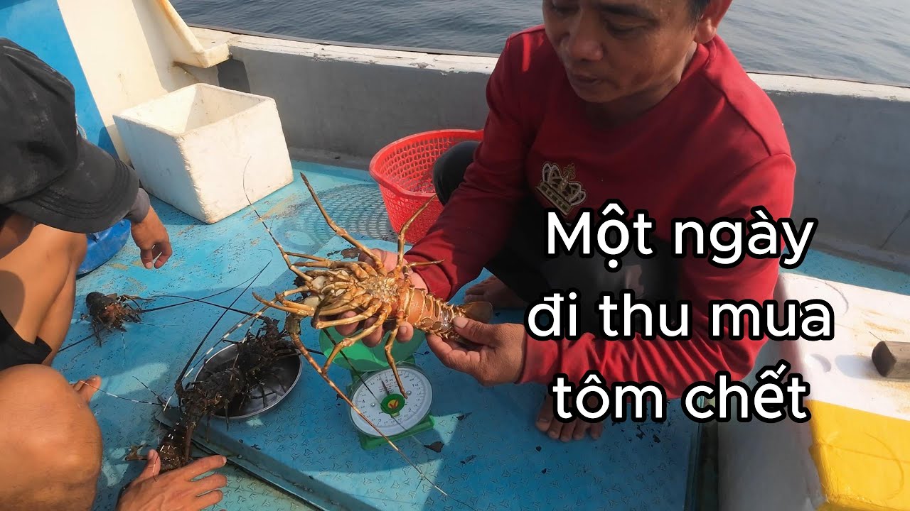 [8] Cách Thu Mua Tôm Chết Ở Vịnh Xuân Đài (P1)
