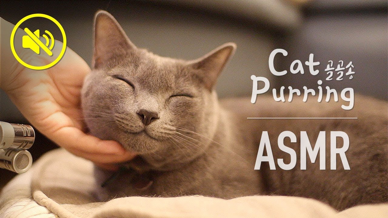 (NO MUSIC) 마음에 안정을 주는 고양이 골골송 ASMR