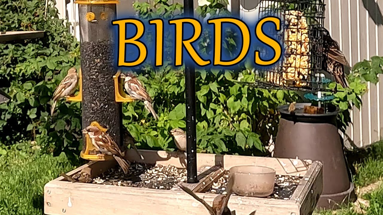 Another day in paradise for the birds at our backyard bird feeder.