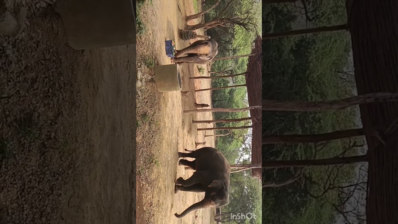 Elephant Bathing Dancing and eating in Indira Gandhi Zoological park|Poorvi cookbook|