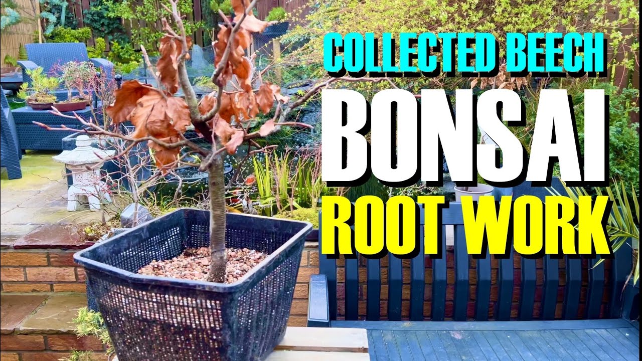 Working on a collected Beech bonsai tree