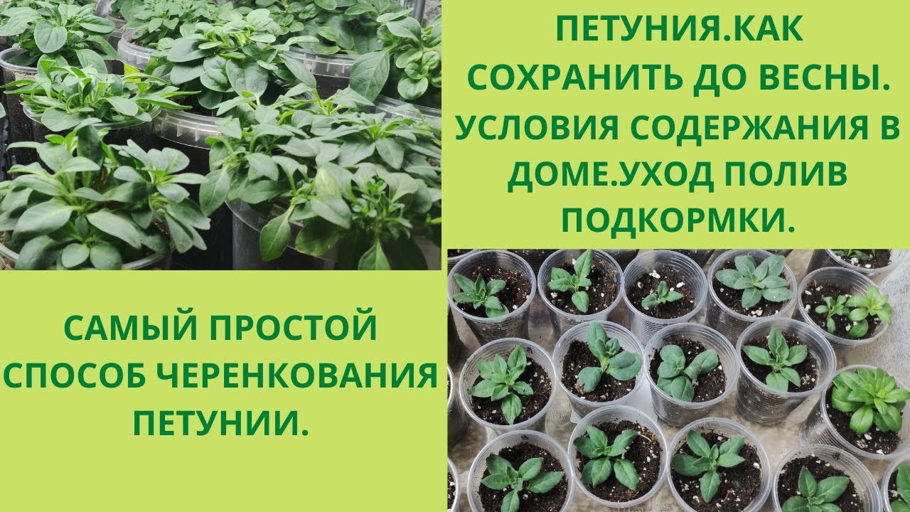 Петуния зимой. Мой уход без секретов. Самый простой способ черенкования петунии. Полив. Подкормки.