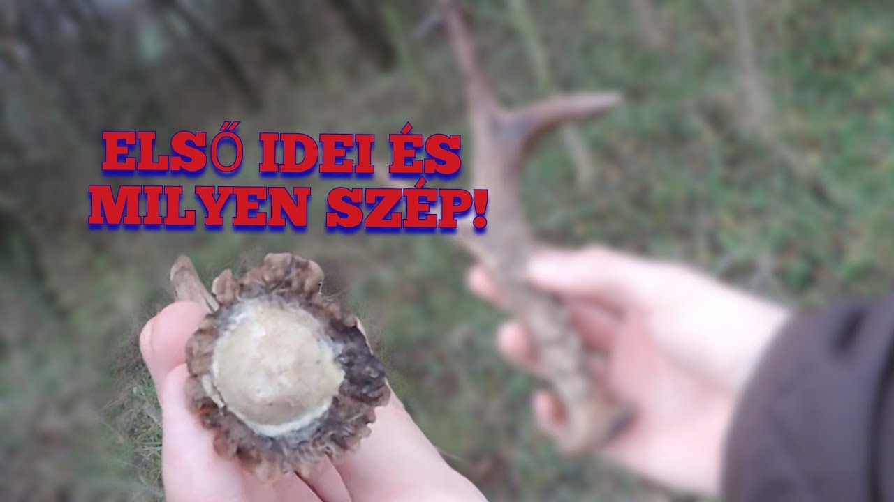 Őz agancsozás- Első idei!