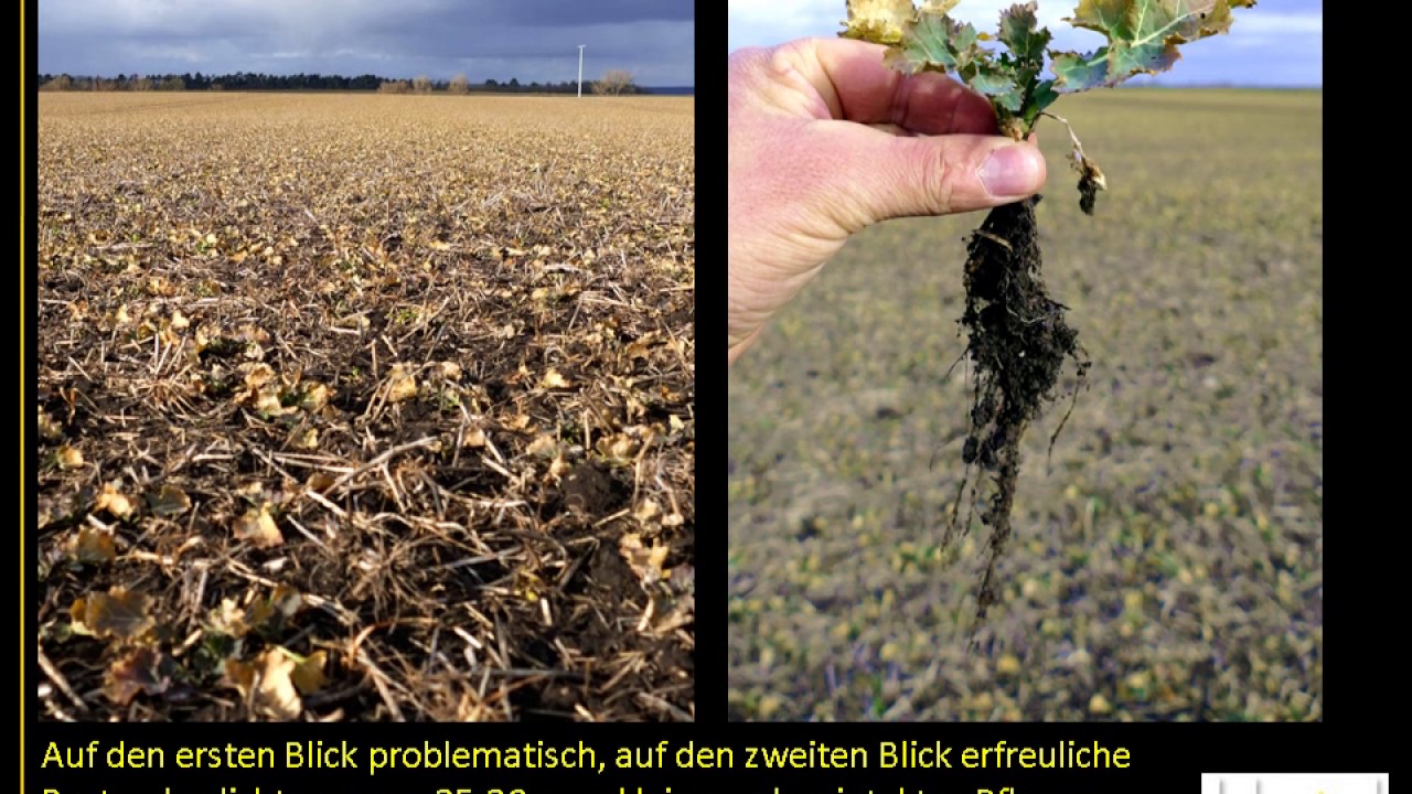 Problemschläge im Raps beurteilen