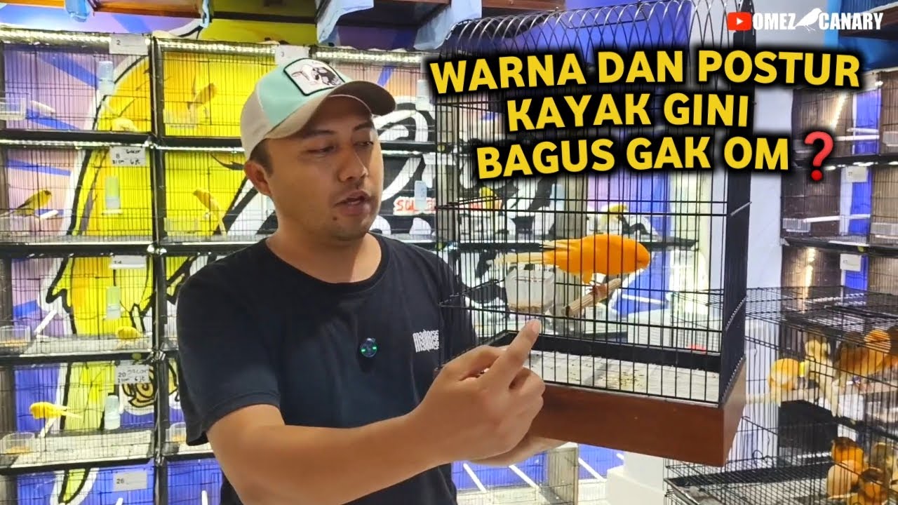 Kalau kenari yang begini baru mantap‼️kenari yorkshire Foi Italia paling cocok buat ternak