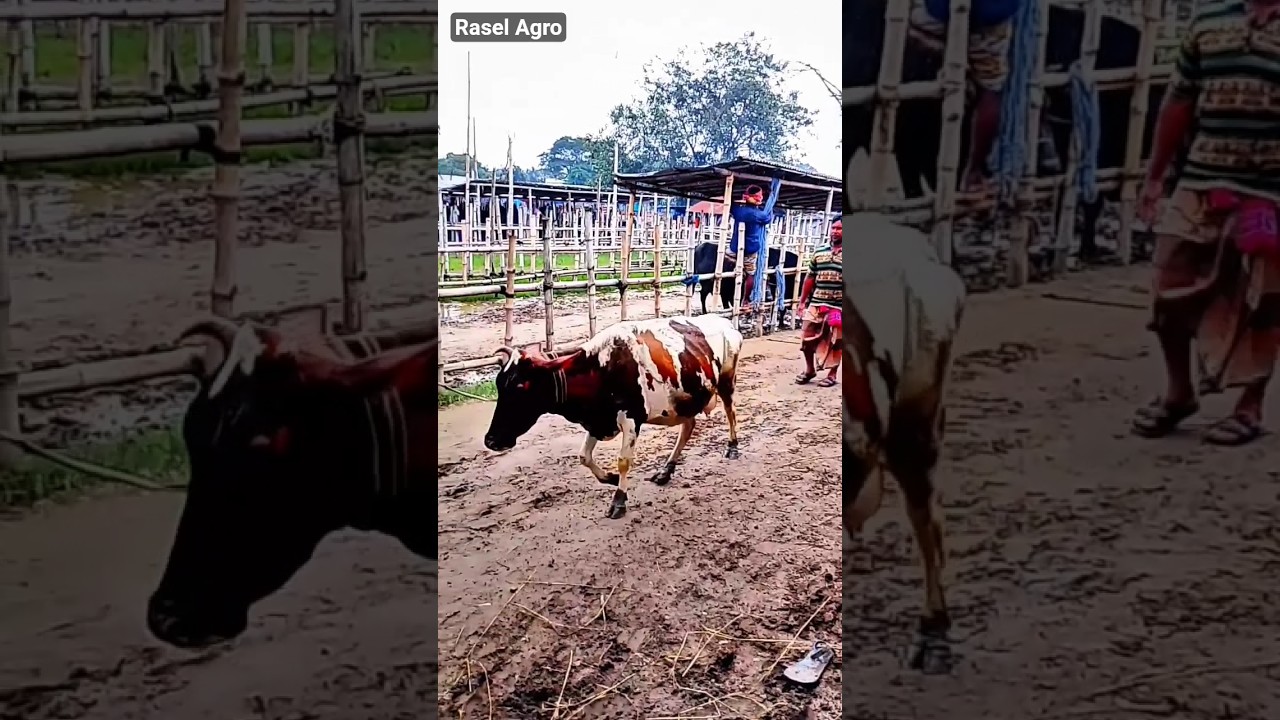 হাটের গরুর মেলা। Guru tiktok goru amba hamba vastu cow 