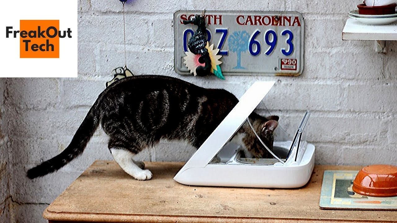 5 Amazing Cat Gadgets You Never Knew About