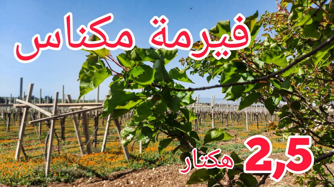 فيرمة مكناس 2،5💢هكتار نصف ساعة💯 على مكناس مجهزة🗣ferme meknes à vendre #meknesimmo #bameknaimmobilier