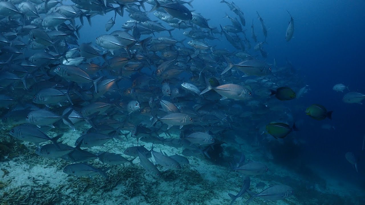 360°カメラRajaAmpat４ギンガメアジ