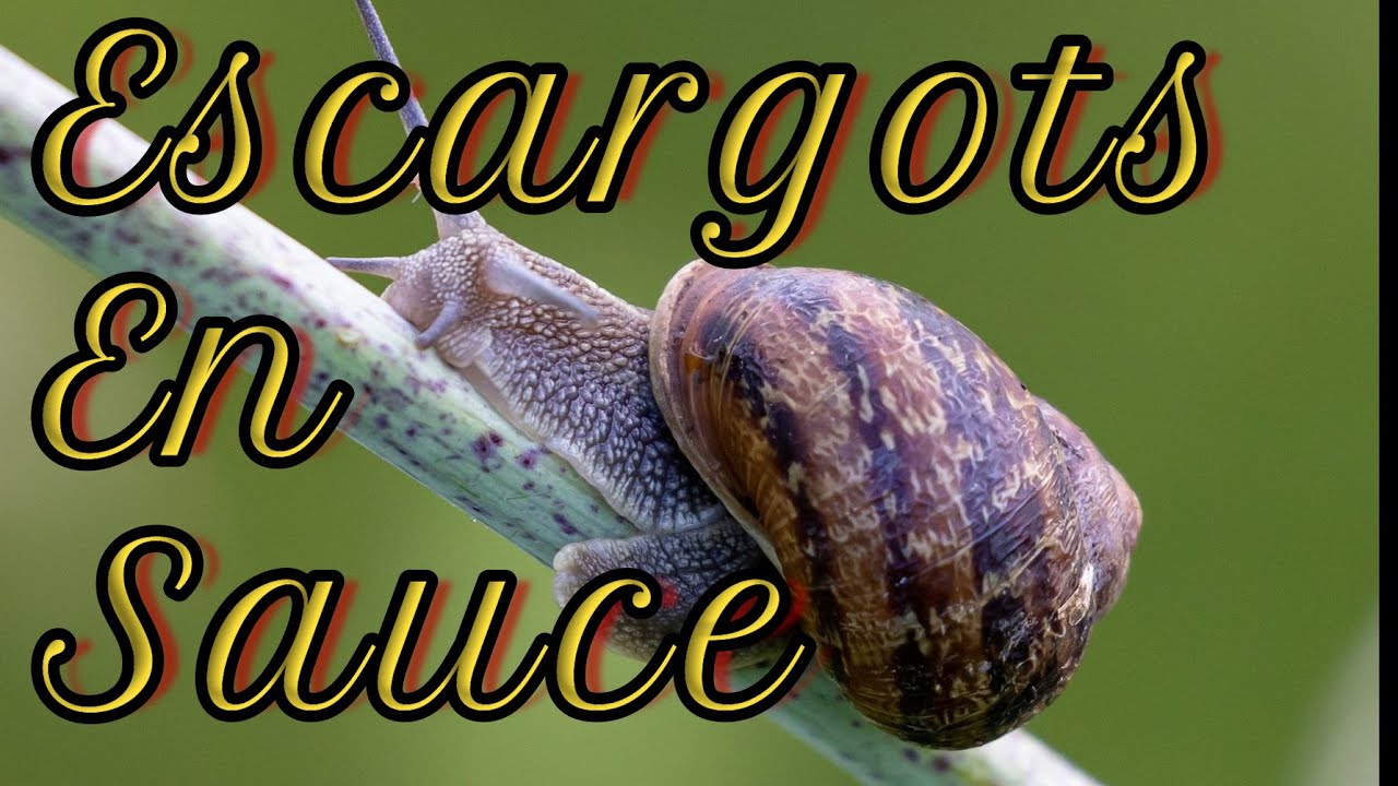 Recette Escargots En Sauce (N°240)