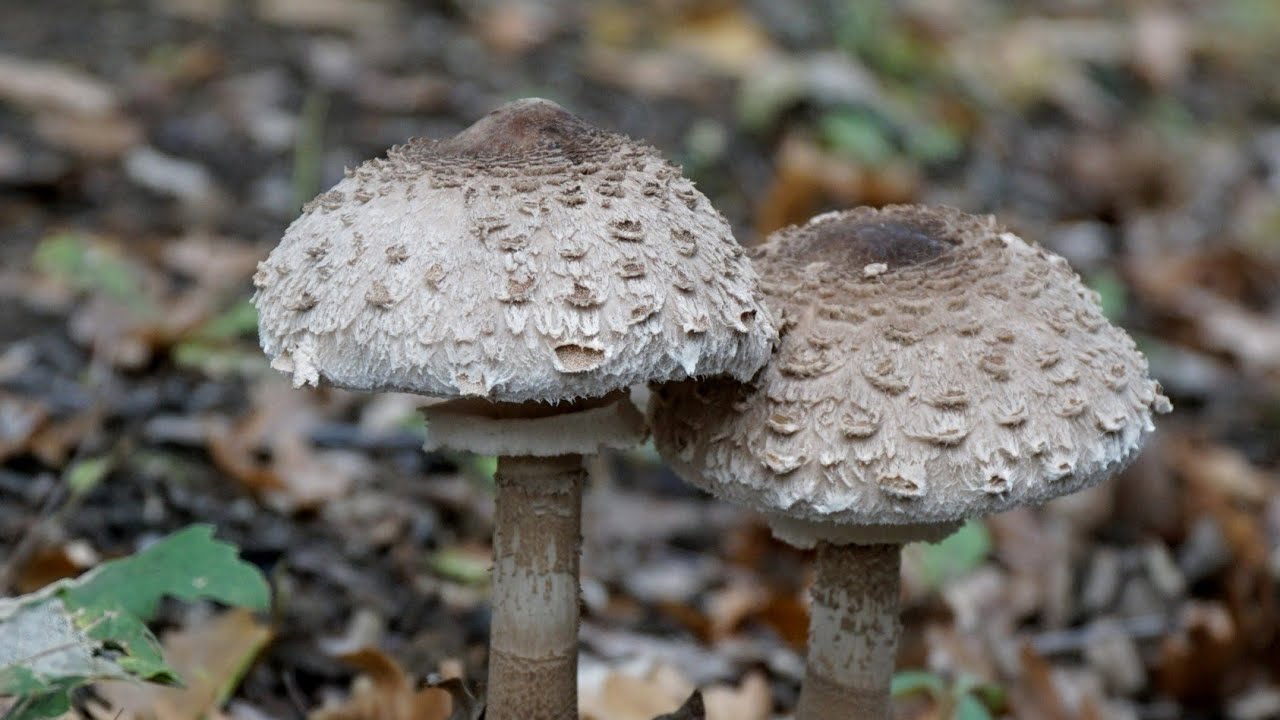 How to make Vegan Wild Mushroom Schnitzel I Macrolepiota procera #shorts