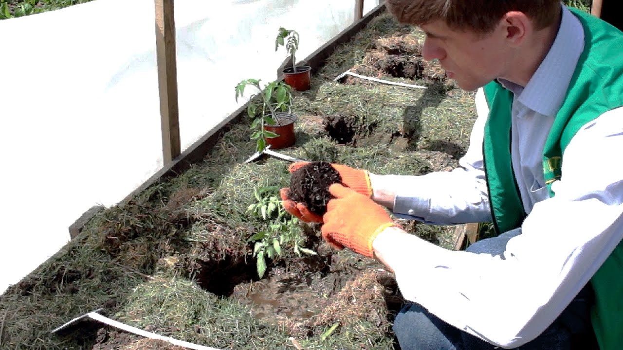 15 кг помидор с куста. Высадка в грунт рассады на Органическом и Минеральном удобрение.