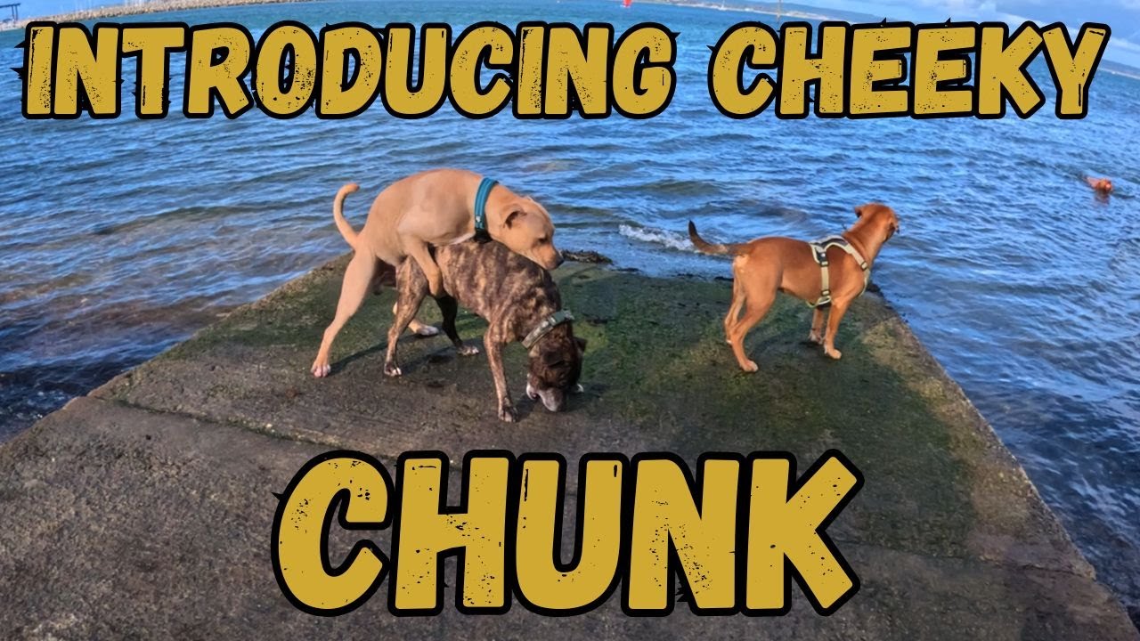 The PUPPY BROTHERS... Lemmy's Brother, Chunk Joins The Pack