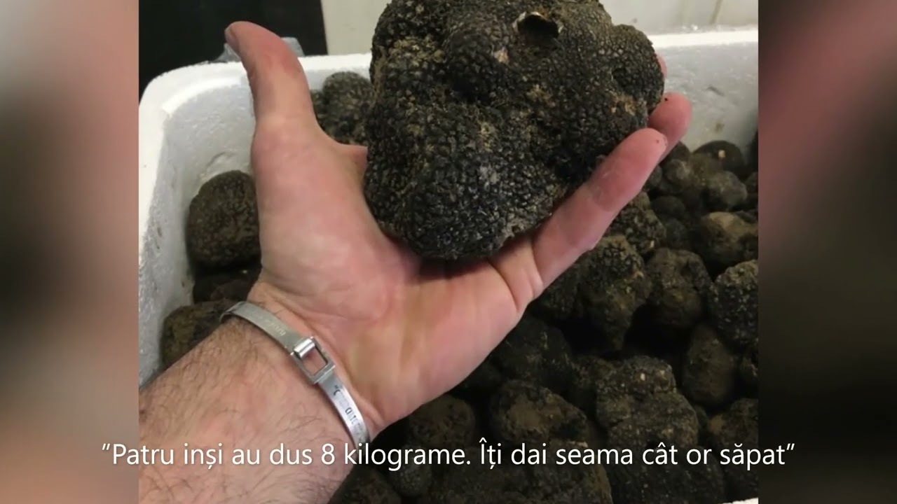 Păduri distruse cu sapa: furtul de trufe!