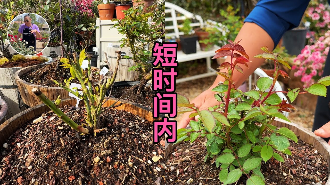 短时间内实现的惊人转变，盲枝的黑杆的嫁接的扦插的都有！有网红品种天方夜谭 超级蜻蜓 娜乌西卡前后对比！园艺篇597