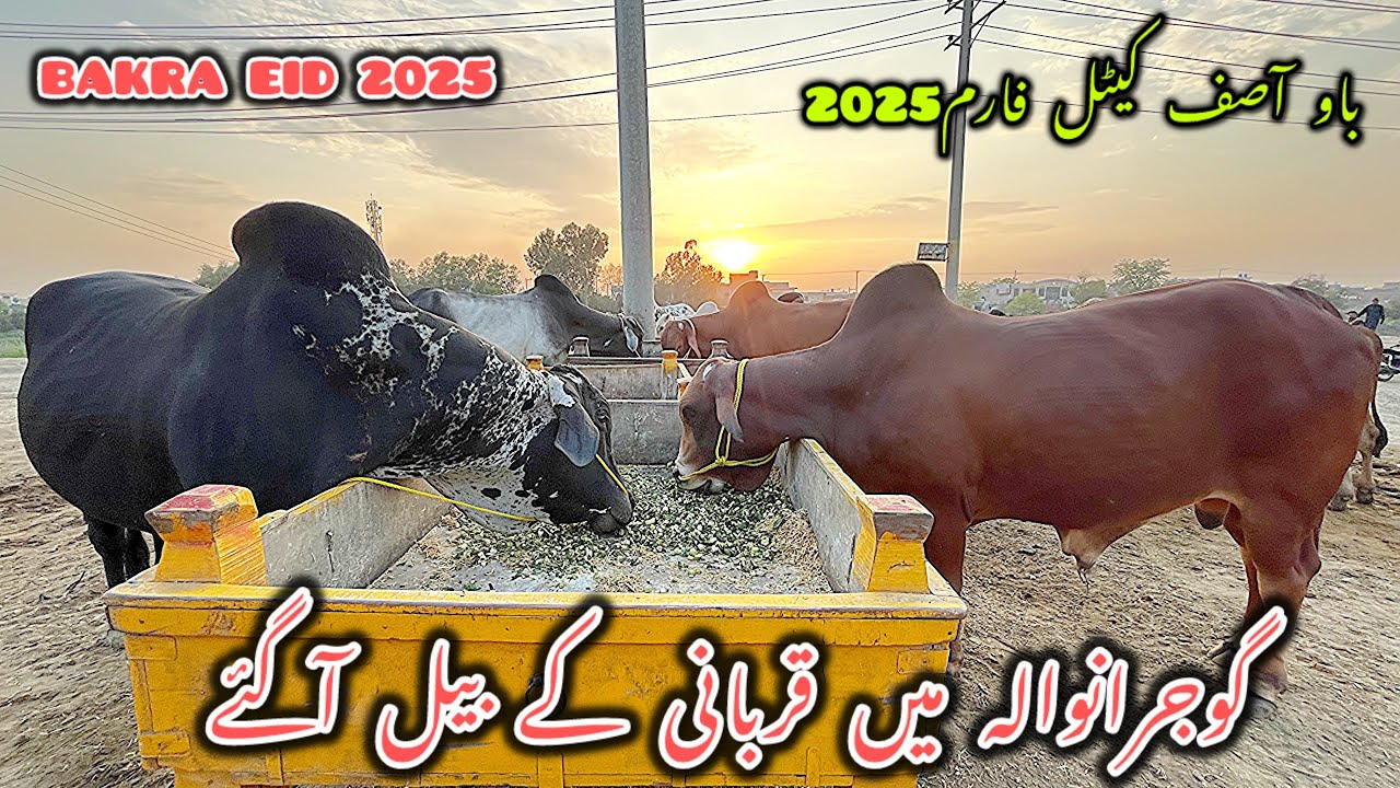 Desi Bachre 2025 Qurbani Ke Liye | Cholistani Bachre | Cow Mandi Gujranwala 2025 Update