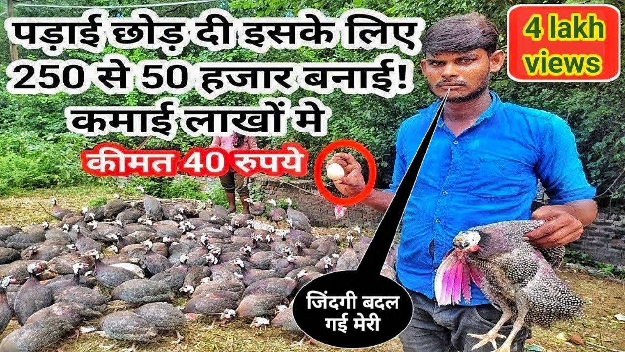 sasti chakor chicken earning lakho me!@farmingbaba सस्ती चकोर business guinea fowl earning lakho