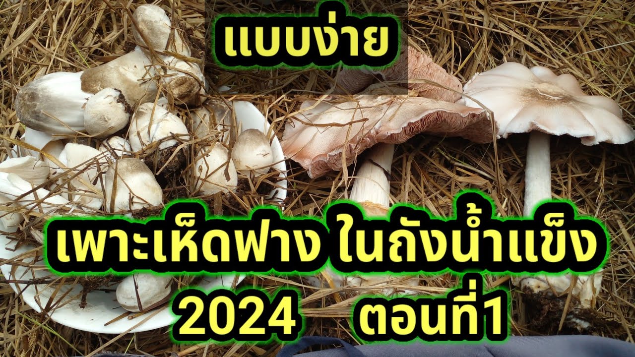 เพาะเห็ดฟาง แบบง่ายในถังน้ำแข็ง 2024ตอนที่1