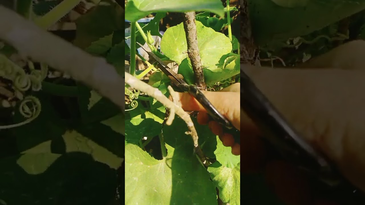 আমার ছাদ বাগান থেকে মিষ্টি কুমড়ার শাক তুললাম#vedeo#