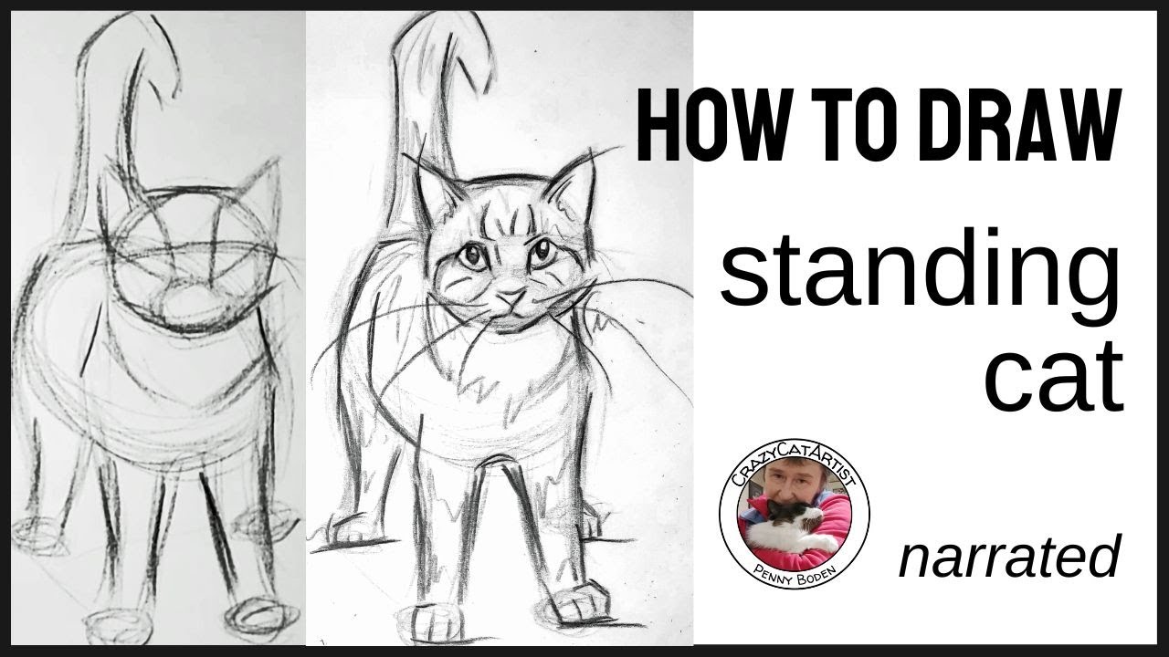 How to Draw Cat Standing Up Face Forward Full Body, domestic shorthair walking toward looking at you