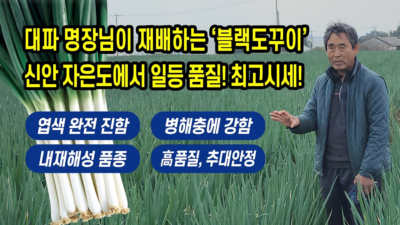 대파 명장님이 재배하는 ‘블랙도꾸이’신안 자은도에서 일등 품질! 최고시세!