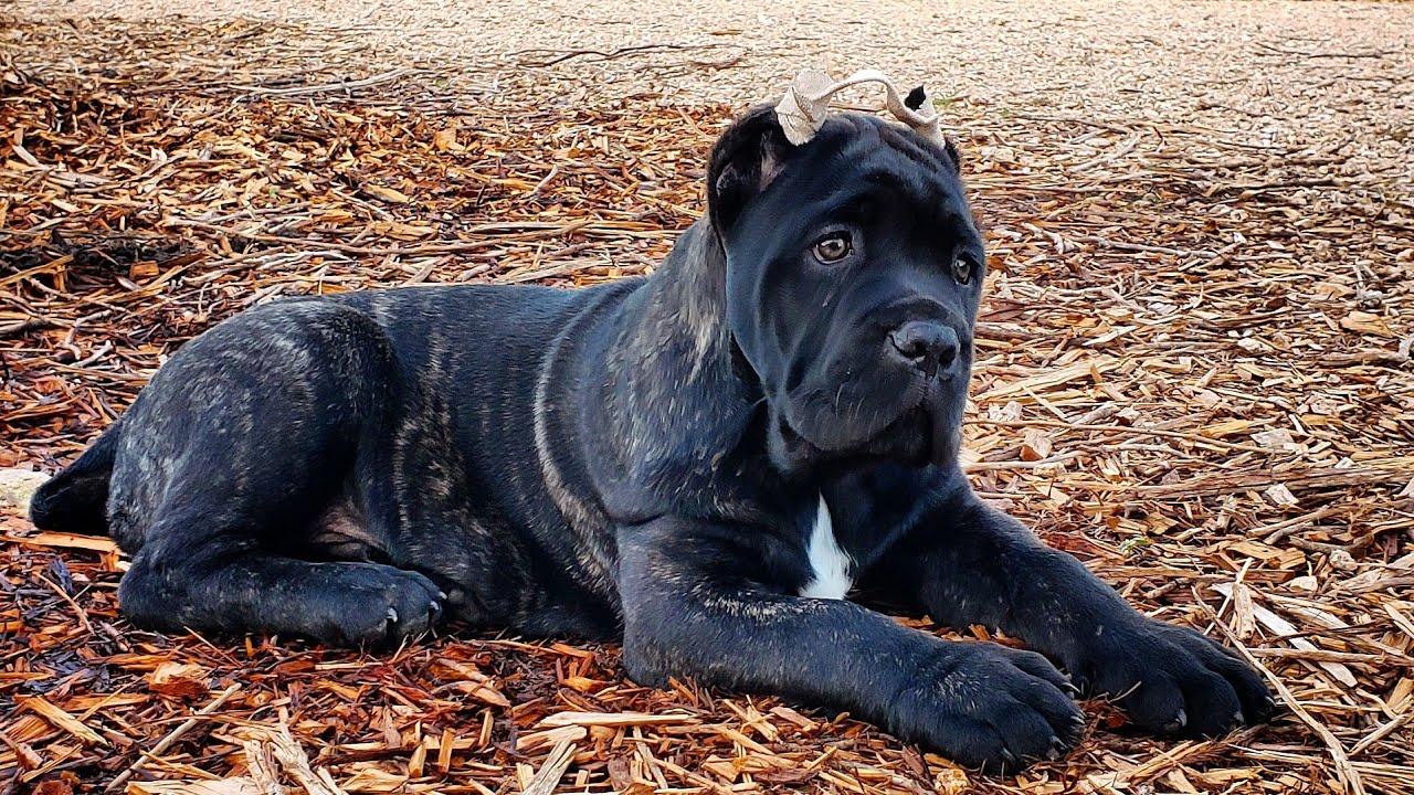 Introducing our highly anticipated new Stud from Scandifio Cane Corso