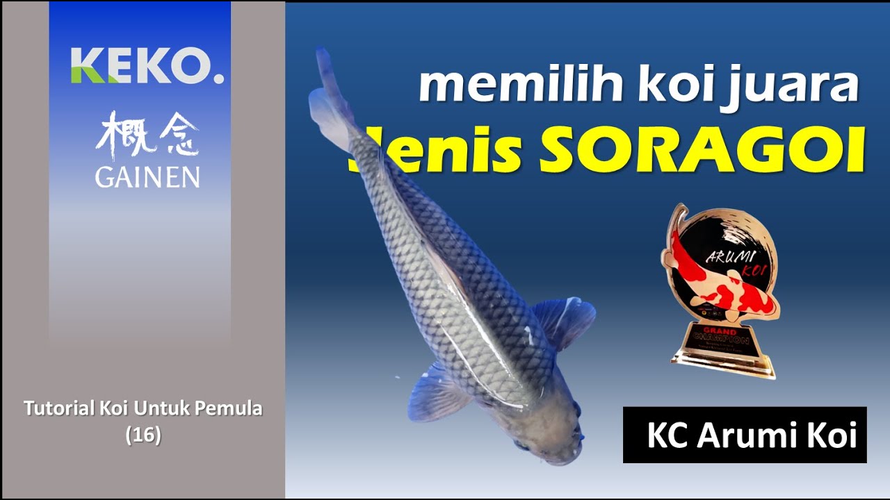 Cara Menilai SORAGOI | Penilaian Keeping Contest Arumi Koi Bengkulu 2022 | Tutorial Pemula (16)