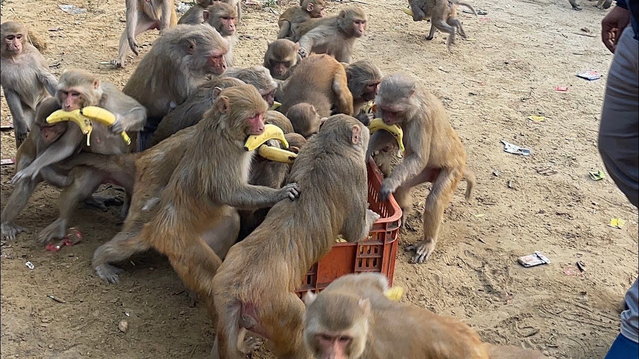 वानर सेवा , श्री धाम वृंदावन 🐒🙏🚩